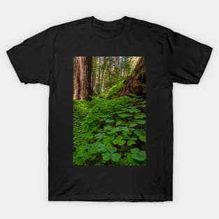 Redwood Sorrel in the Forest T-Shirt